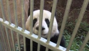 Les pandas, un trésor symbolique des espèces menacées