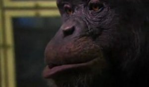 Le chimpanzé le plus intelligent du monde ?