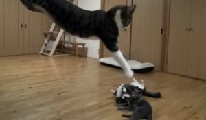 Les sauts des chats en slow-motion
