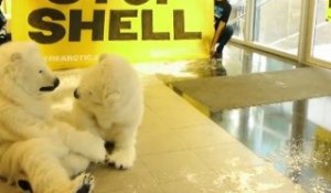 Greenpeace installe chez Shell un sanctuaire pour les ours polaires