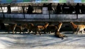Tigres mange une chèvre vivante au Zoo Chinois