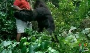 Tourist raped by gorilla in jungle