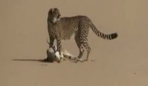 Homme utilise un léopoard pour chasser la gazelle