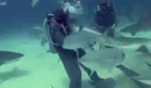 Un plongeur retire un hameçon de la gueule d'un requin. Impressionnant.
