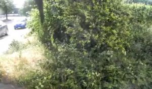 Les mauvaises herbes à Charleroi en vidéo