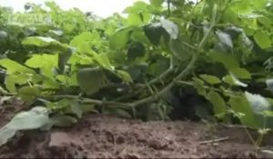 Mauvaises récoltes en vue pour les agriculteurs