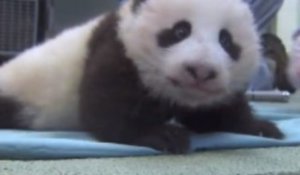 Le bébé panda de San Diego a fait ses premiers pas