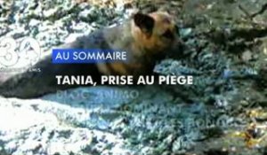 Sommaire émission 30 Millions d'Amis 20/10/2012