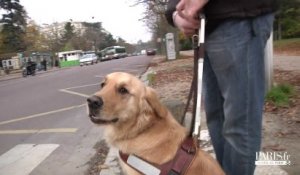 Le travail d'un chien guide d'aveugles