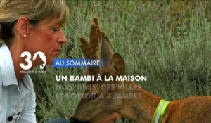 Sommaire émission 30 Millions d'Amis 24/11/2012