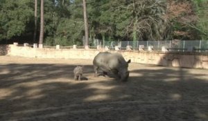 Première sortie du bébé rhinocéros