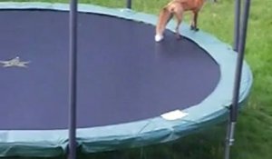 Des renards sur un trampoline
