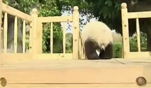 Des pandas font du toboggan