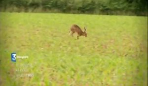 "Le renard et nous" bande-annonce Documentaire