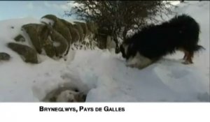 Un agriculteur gallois sauve ses moutons ensevelis sous la neige