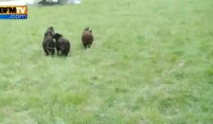 Des moutons bretons pour tondre les pelouses à Paris - 06/04