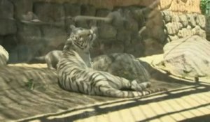 Quatre petits tigres blancs dévoilés au public japonais