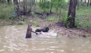 Un chien noyé par un Kangourou !! La puissance de la bestiole...