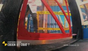 Comment Voit Un Chat Sur Orange Videos