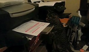 Un chat attaque une imprimante..trop marrant