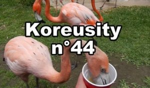 Koreusity n°44