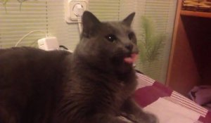La langue mètre ruban du chat