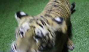 Naissance D Un Bebe Tigre A Londres Trop Mignon Sur Orange Videos