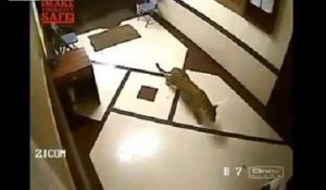 L'attaque d'un léopard dans une maison en Inde