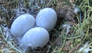 Sables-d’Olonne : Stérilisation des nids de goélands