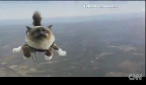 Skydiving cats cause uproar
