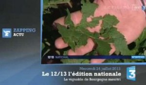 Les vignobles de Bourgogne dévastés par les intempéries