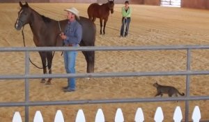 Un Chat fou attaque un Cheval. Tellement drôle!