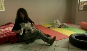 Un bébé tigre du Bengale blanc est né dans un zoo au Pérou
