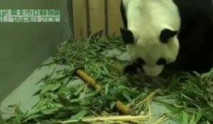 Taiwan: naissance du premier panda