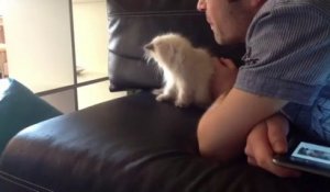 Souffler sur un chaton