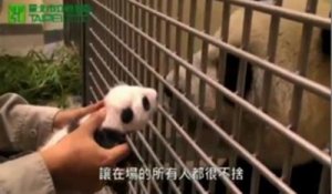 Un bébé panda retrouve sa mère, un mois après sa naissance