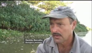 Des milliers de poissons morts dans le lac de Rio de Janeiro