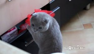 Un chat surpris en train de fouiller