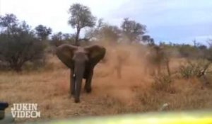 Un éléphant charge une Jeep