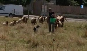 Le Vieil Evreux (27) :  le travail du berger et de son troupeau dans la prairie