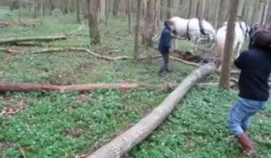 Débardage de bois coupé par des chevaux boulonnais