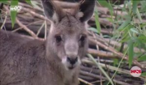 Avesnois : le mystérieux kangourou a été retrouvé !