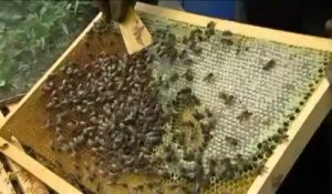 Un mystérieux miel vert mentholé récolté par des apiculteurs de l'Isère