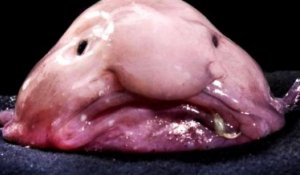 ZAPPING ACTU DU 13/09/2013 - Blobfish, l'animal le plus laid du monde