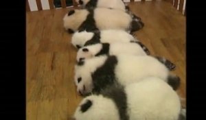 Petits Pandas Roux Tres Mignons Zs N 4 Sur Orange Videos