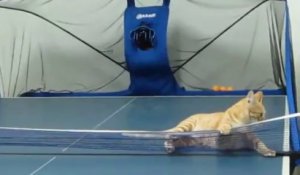 Un chat joue au ping pong