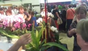 Saint-Martin-des-Champs. Expo-vente d'orchidées rares