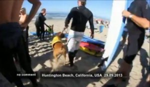 Des chiens surfent en Californie - no comment