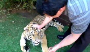 Arracher une dent de lait à un tigre