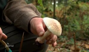 Nature : Cueillette de champignon (Aizenay)